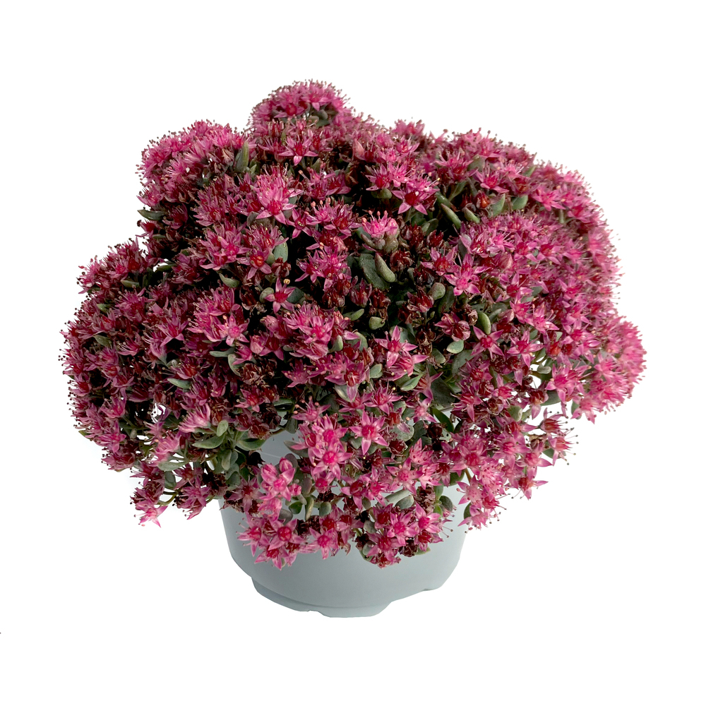Sedum cauticolum