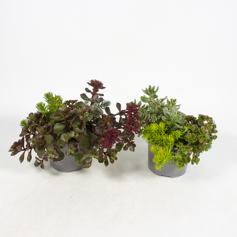 Sedum trio