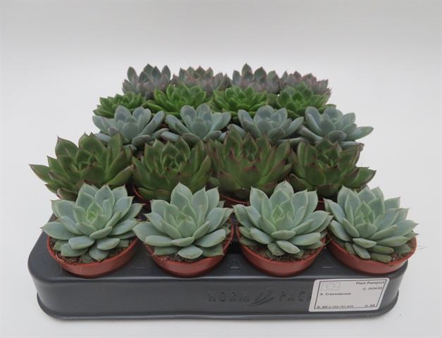 echeveria