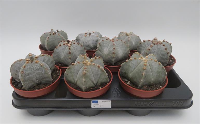 Astrophytum