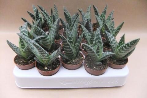 aloe