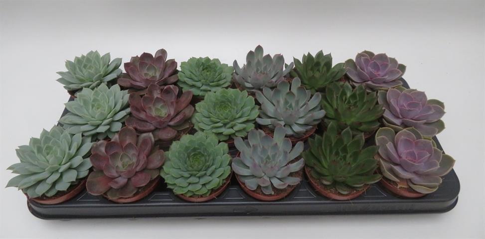 echeveria