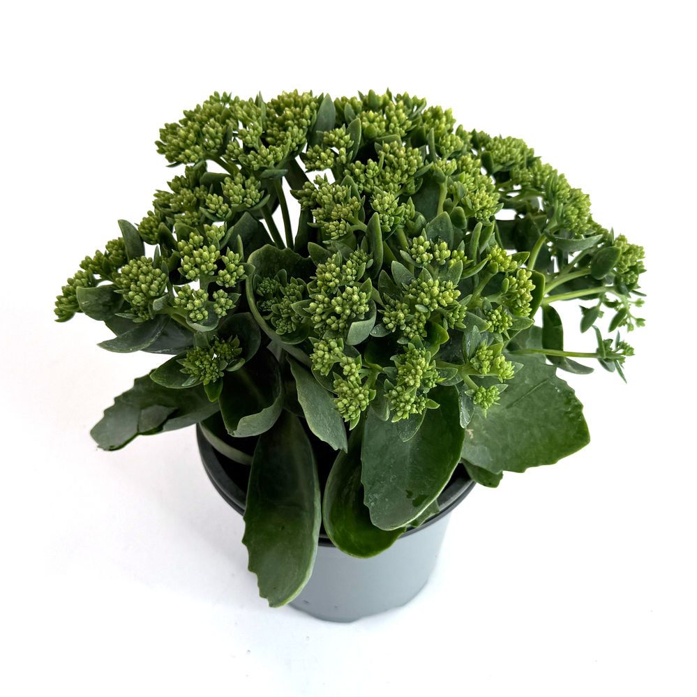 Sedum telephium herbstfreude