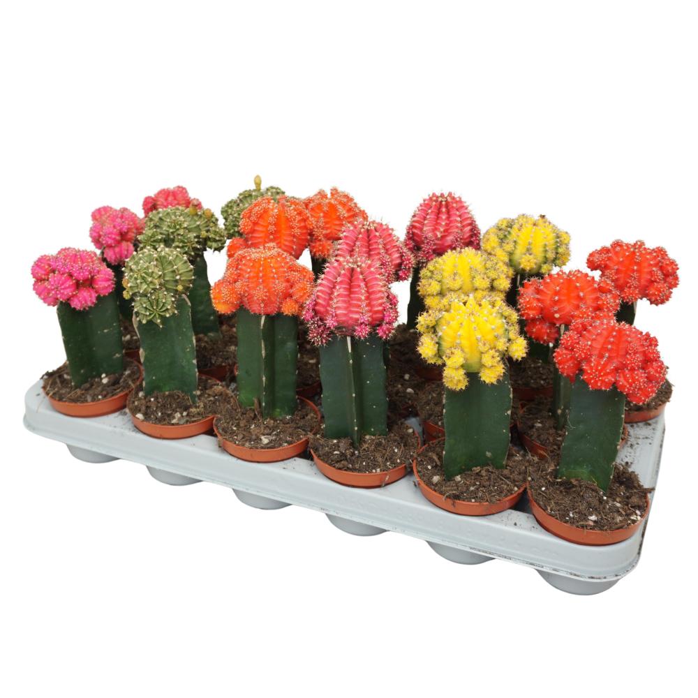 gymnocalycium (cactus greffé)