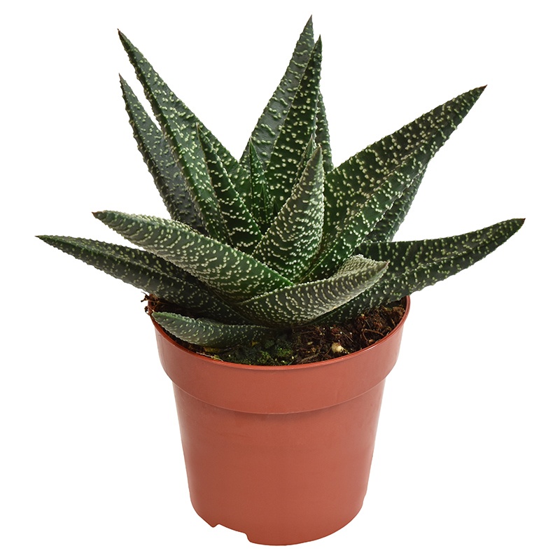 gasterhaworthia