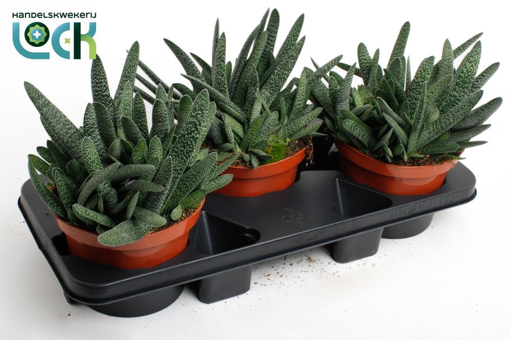 Gasteria