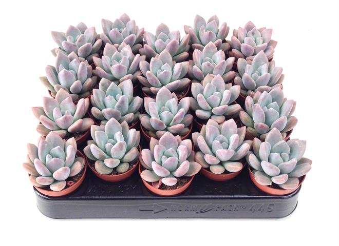 Pachyveria