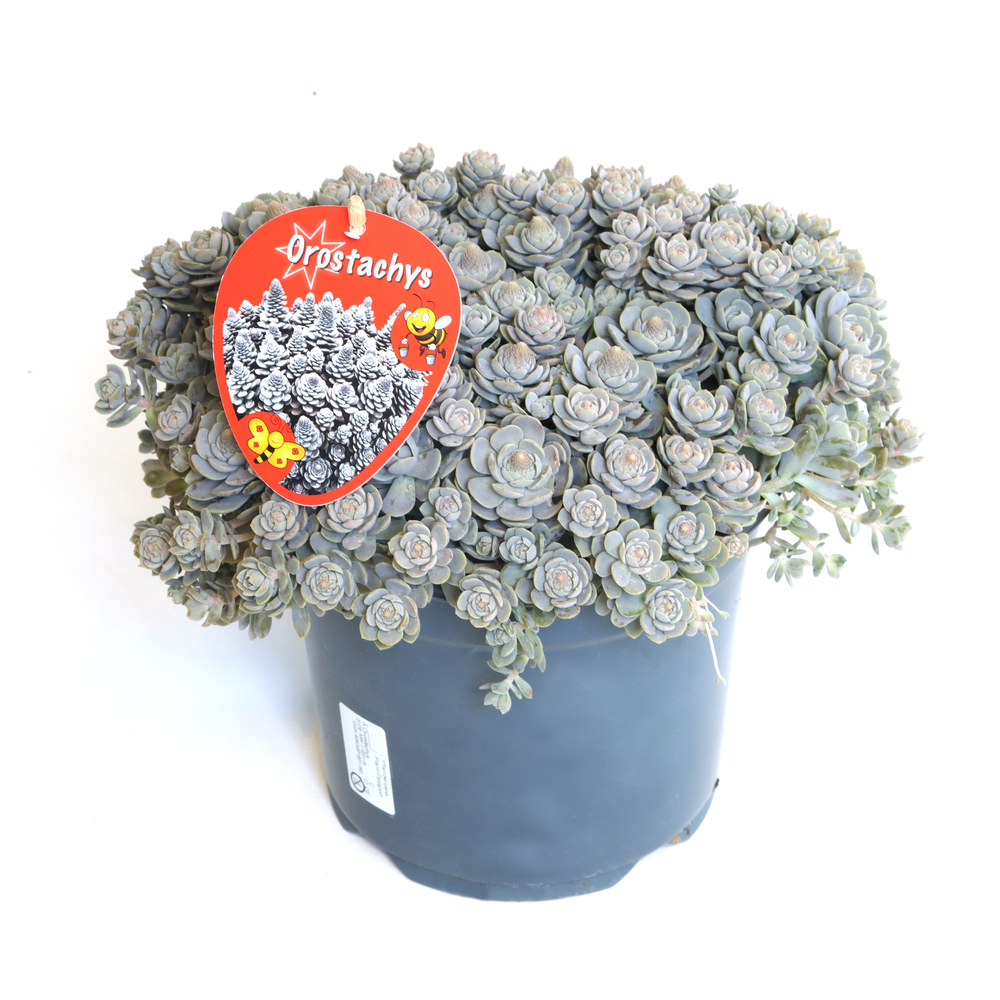 Orostachys iwarenge chinese