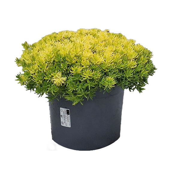 Sedum reflexum lemon ball