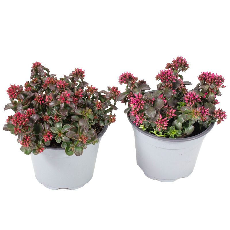 Sedum spurium spot on