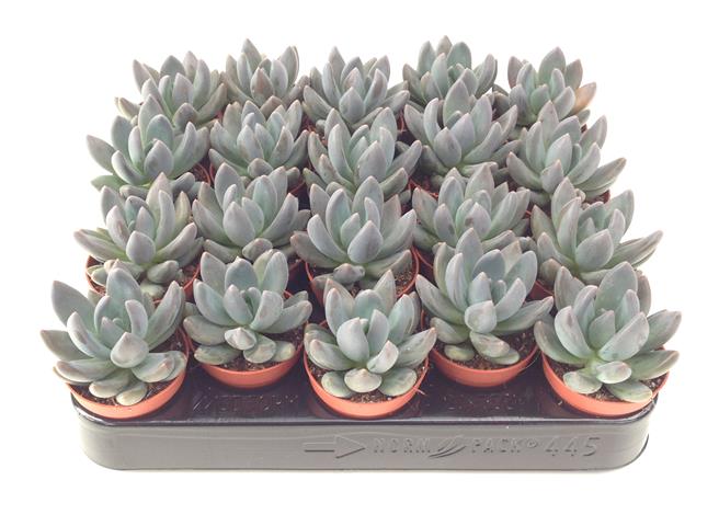 Pachyphytum