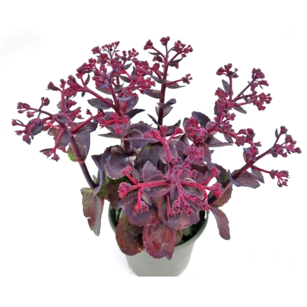 Sedum telephium chocolate cherry