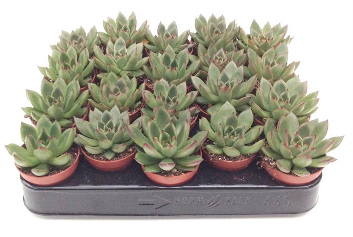 echeveria