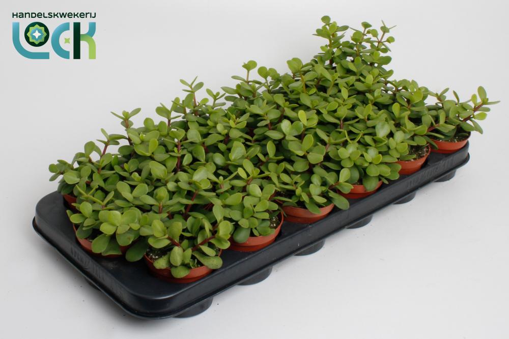 Portulacaria