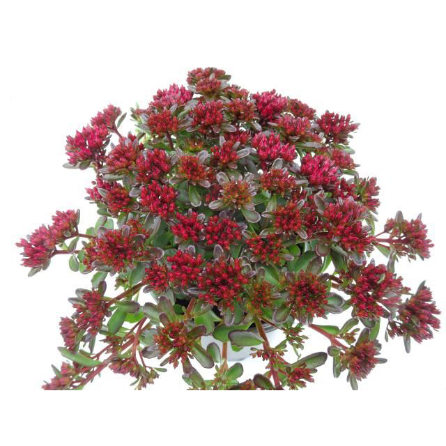 Sedum spurium spot on red