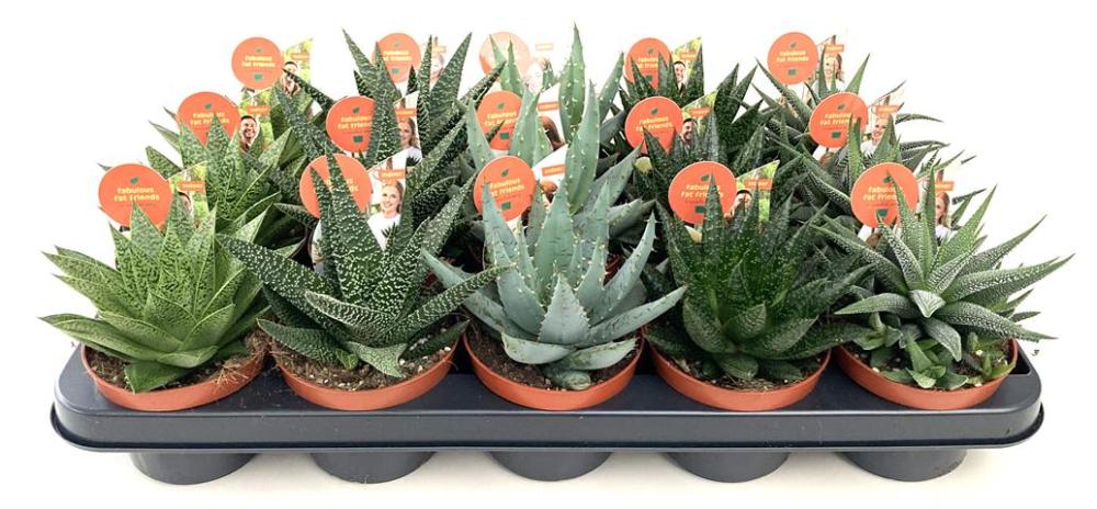 aloe