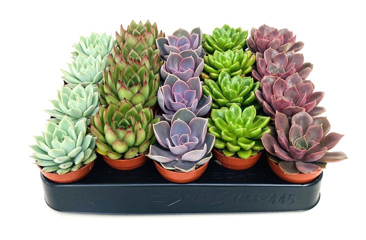 echeveria