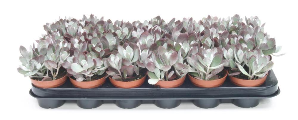 Kalanchoe
