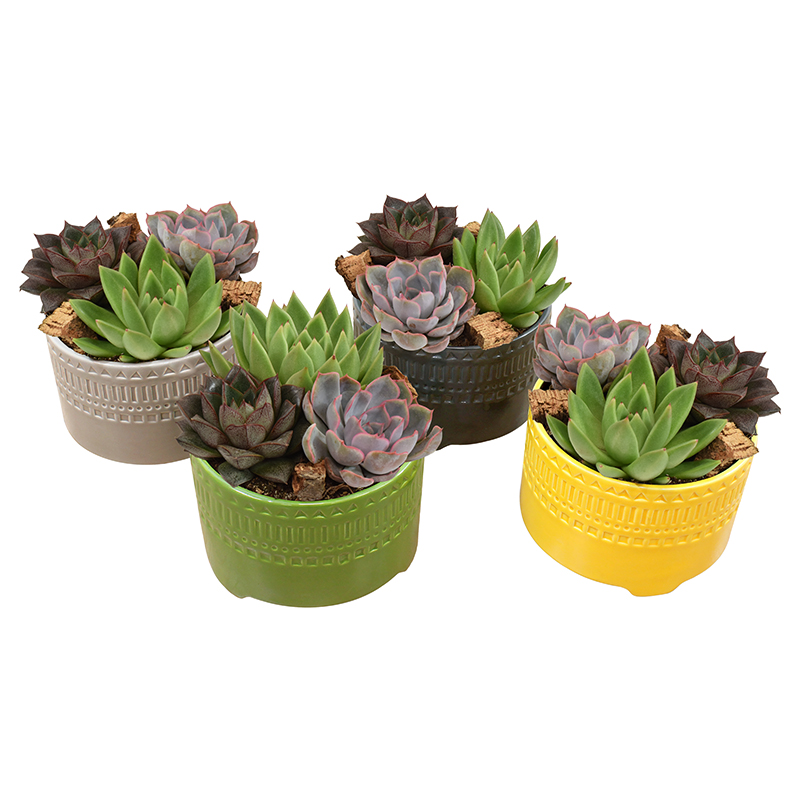 Succulentes