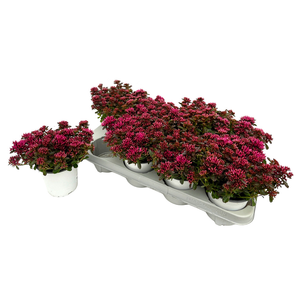 Sedum spurium spot on deep rose