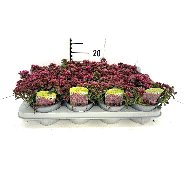 Sedum spurium spot on