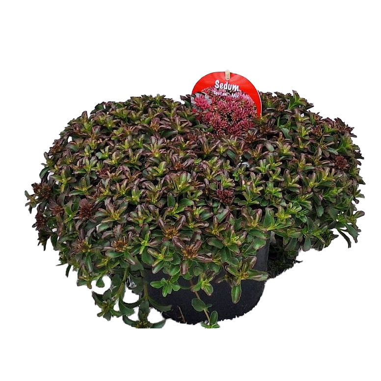 Sedum spurium