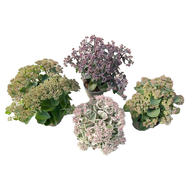Sedum telephium seduction