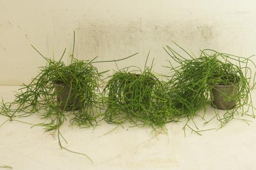 Rhipsalis