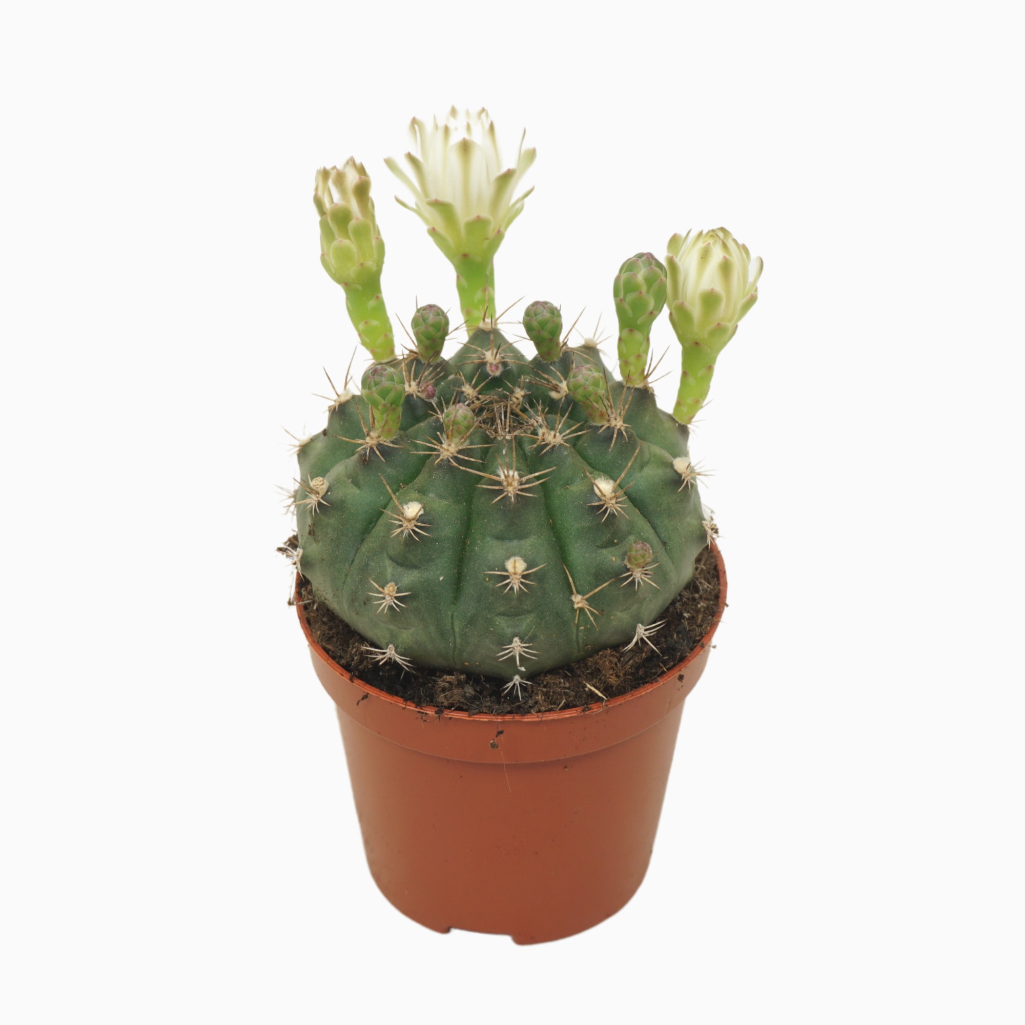 gymnocalycium