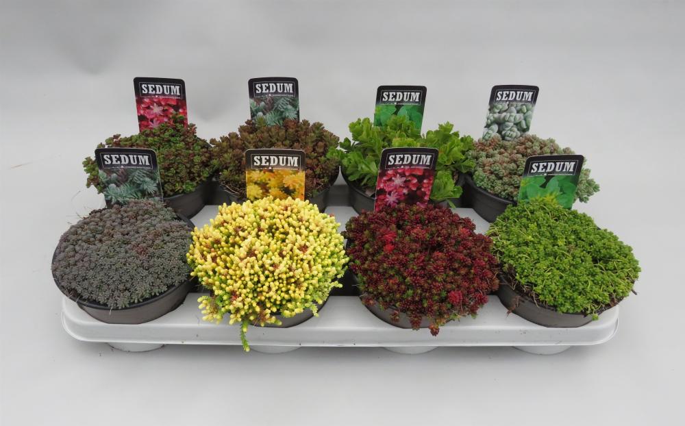 sedum