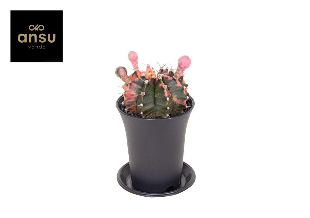 gymnocalycium (cactus greffé)
