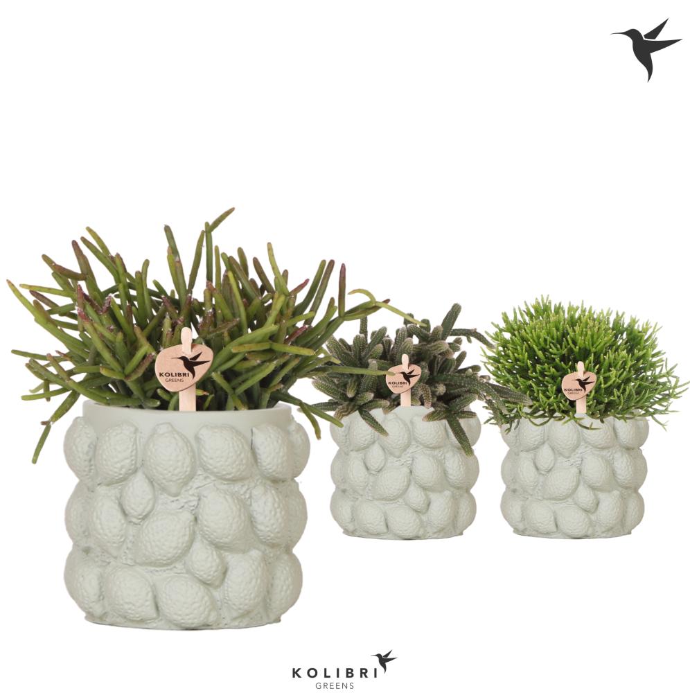 rhipsalis