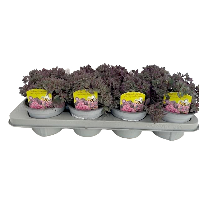 Sedum spurium olive valley