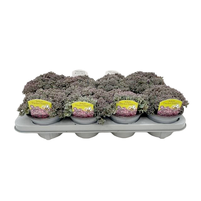 Sedum cauticolum painted pebble