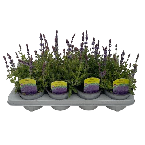 Salvia nemorosa