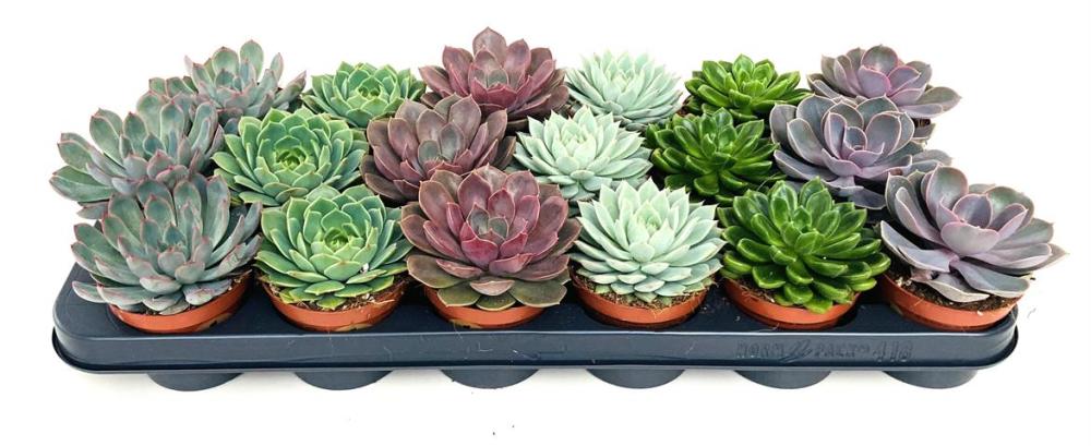 echeveria