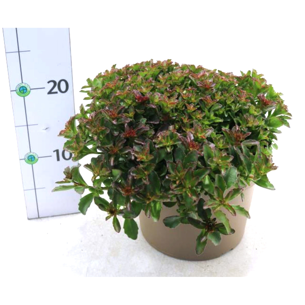 Sedum spurium spot on deep rose