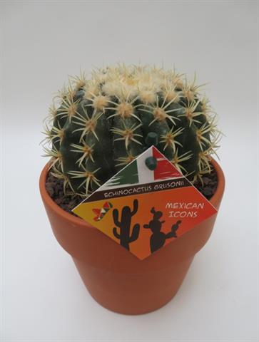 echinocactus