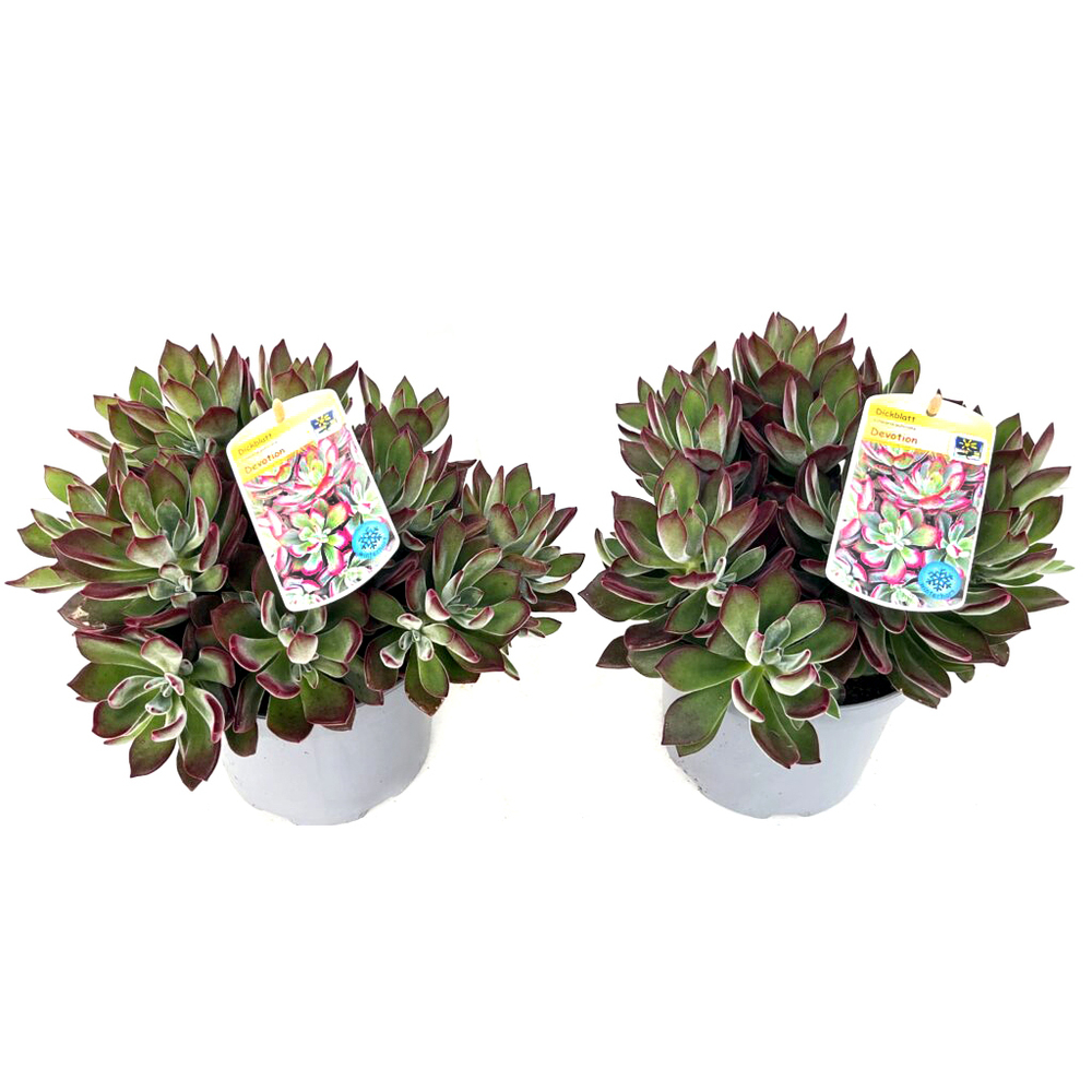 Echeveria pulvinata devotion