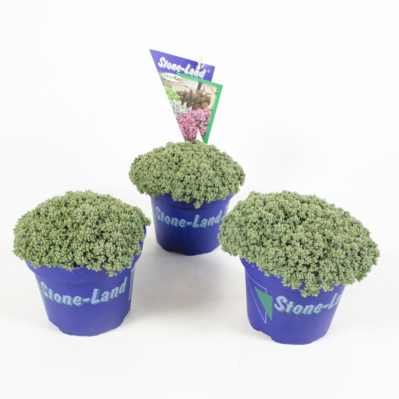 Sedum dasyphyllum