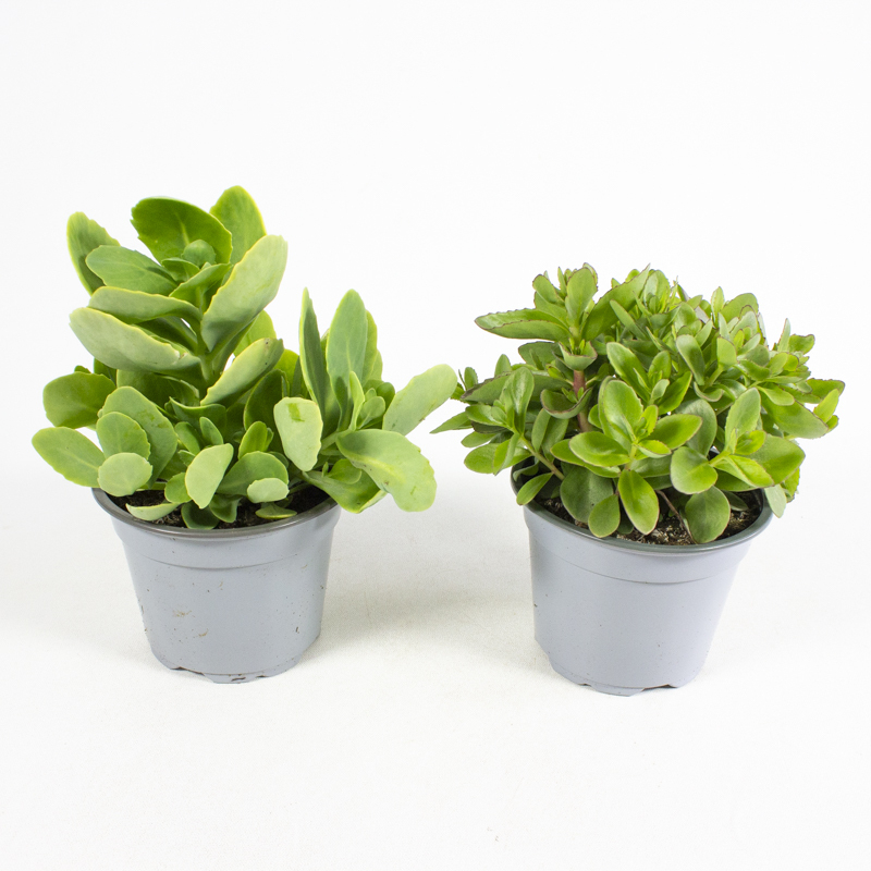 Sedum telephium