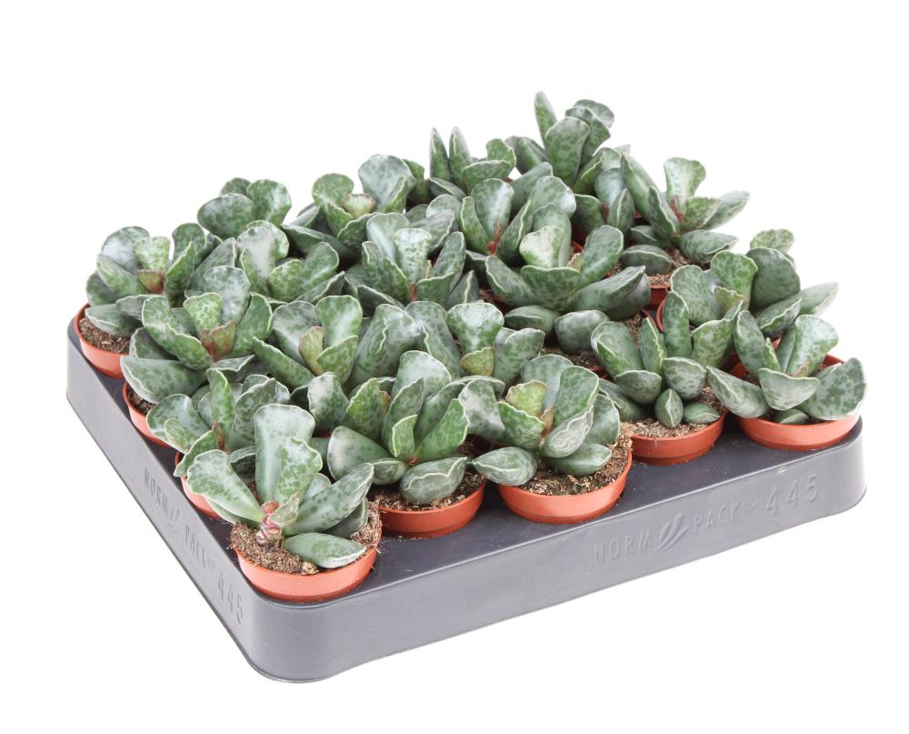 Adromischus