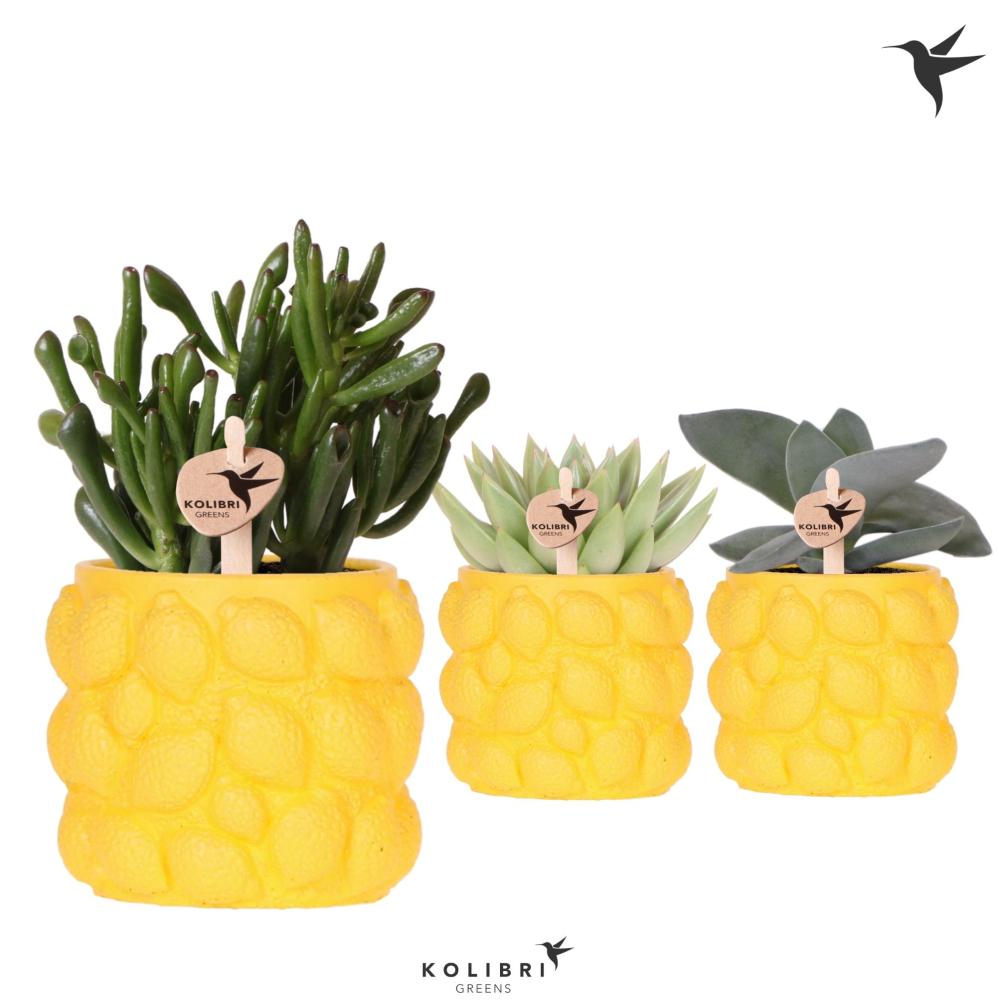 succulentes