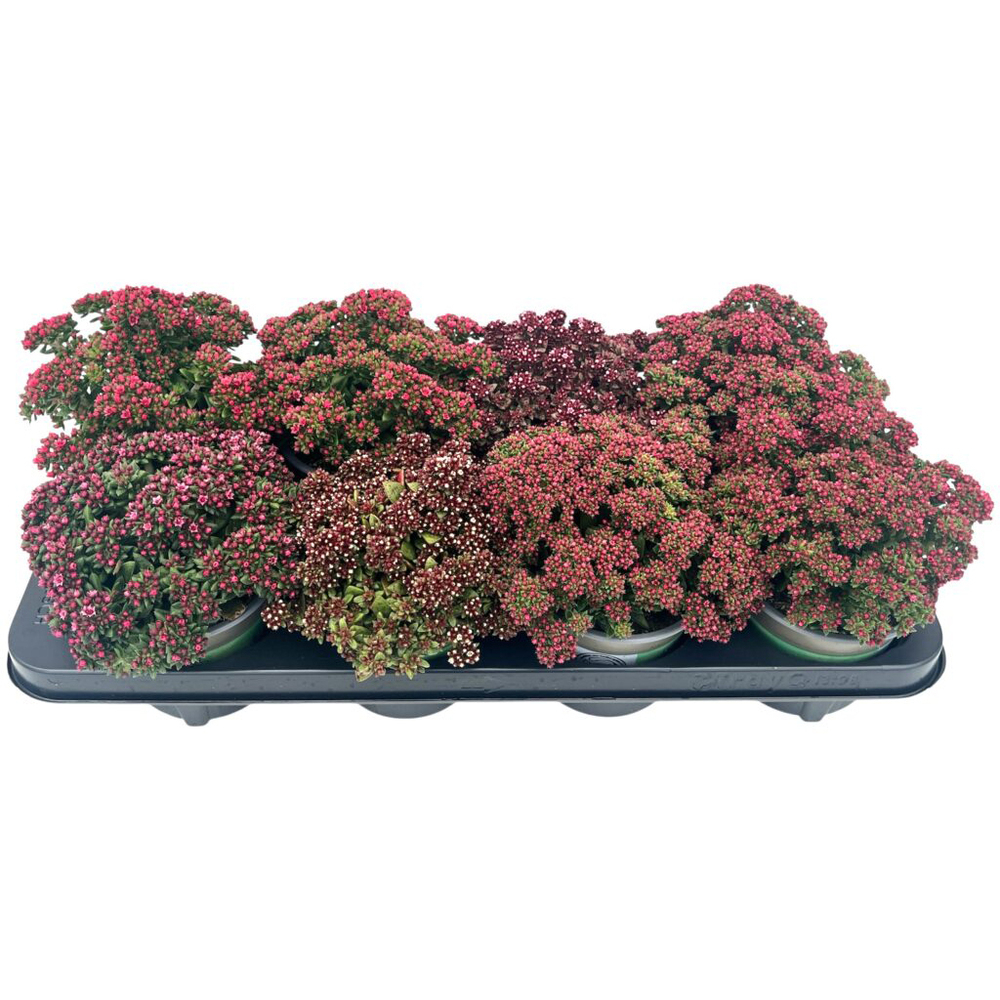 Crassula schmidtii