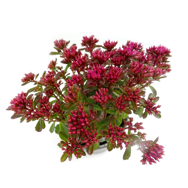 Sedum spurium spot on deep rose