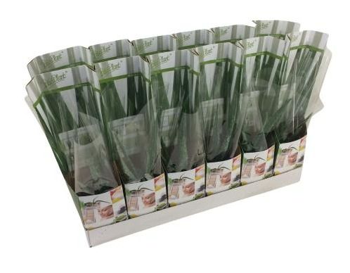 aloe