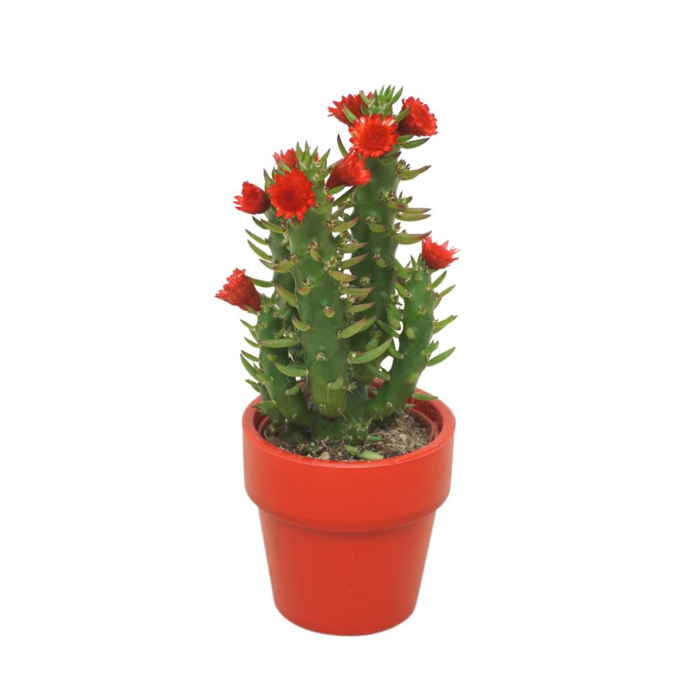 Austrocylindropuntia