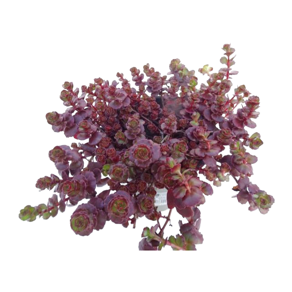 Sedum spurium purpurteppich