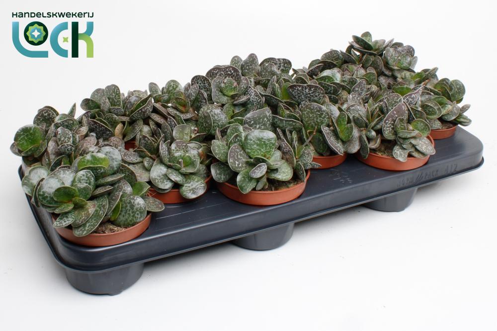 Adromischus