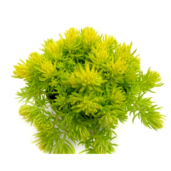 Sedum reflexum yellow bouquet